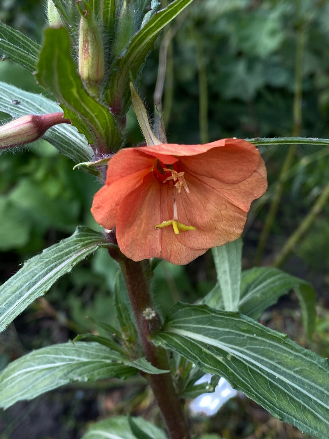 Oenothera versicolor 'Sunset Boulevard' - Afbeelding 3