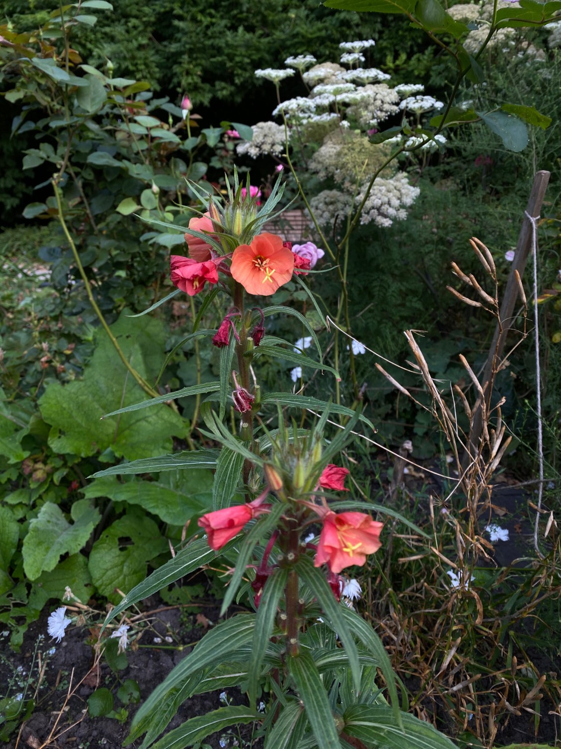 Oenothera versicolor 'Sunset Boulevard' - Afbeelding 4