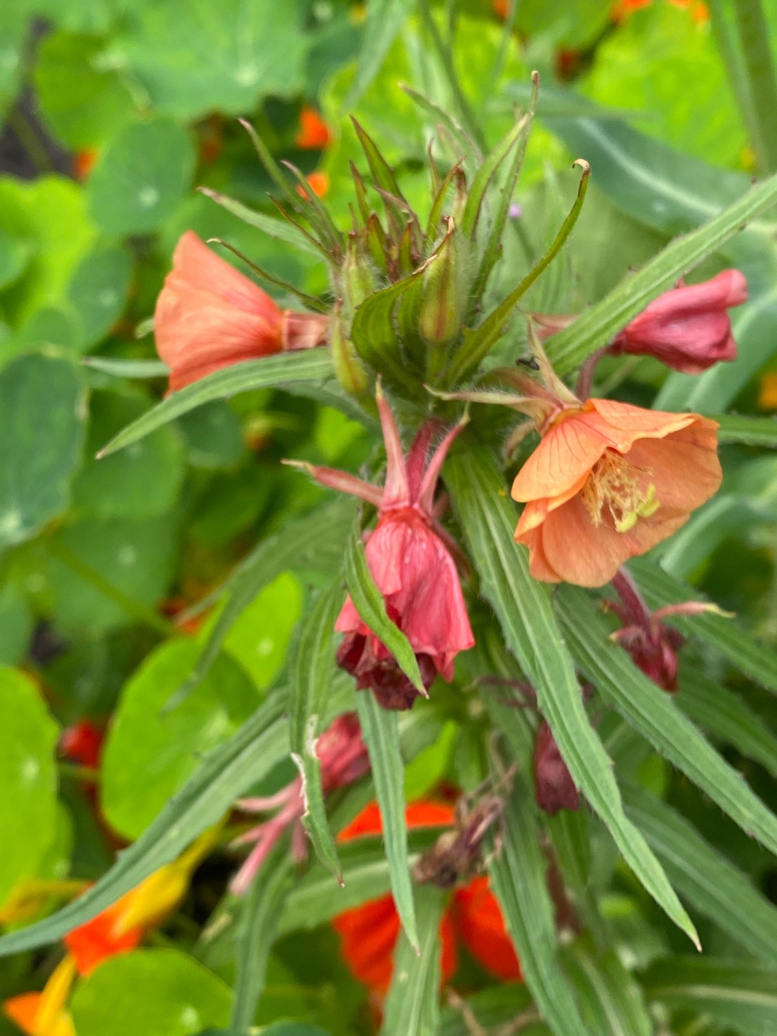 Oenothera versicolor 'Sunset Boulevard' - Afbeelding 2