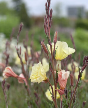 Oenothera odorata 'Sulphurea'