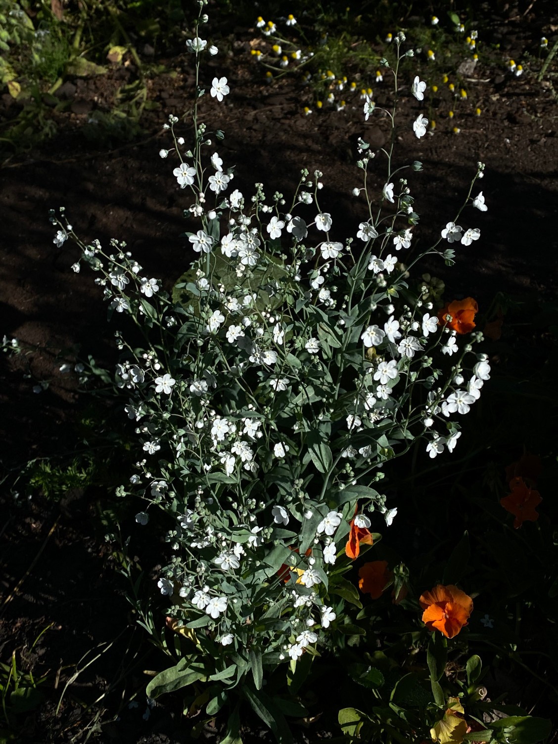 Omphalodes linifolia - Afbeelding 3