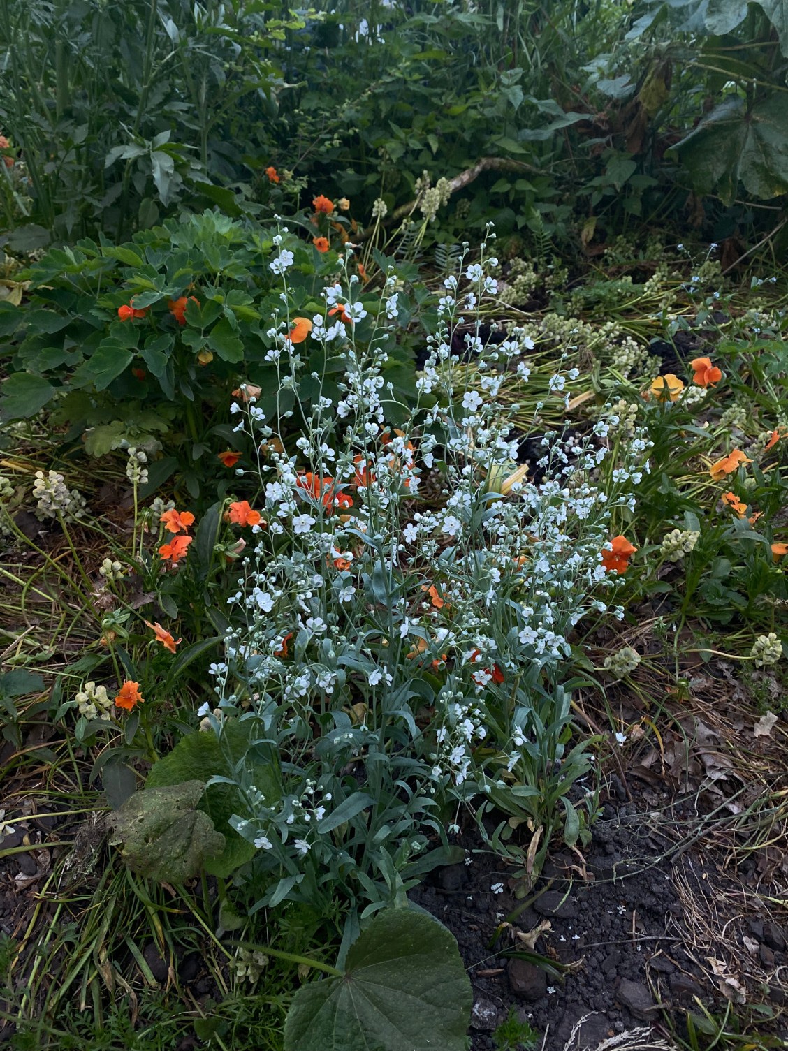 Omphalodes linifolia - Afbeelding 2