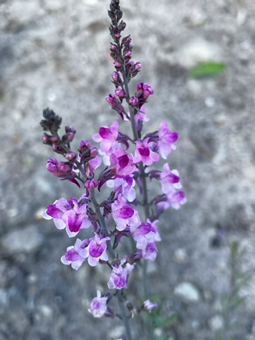 Linaria purpurea 'Canon J. Went' - Afbeelding 3