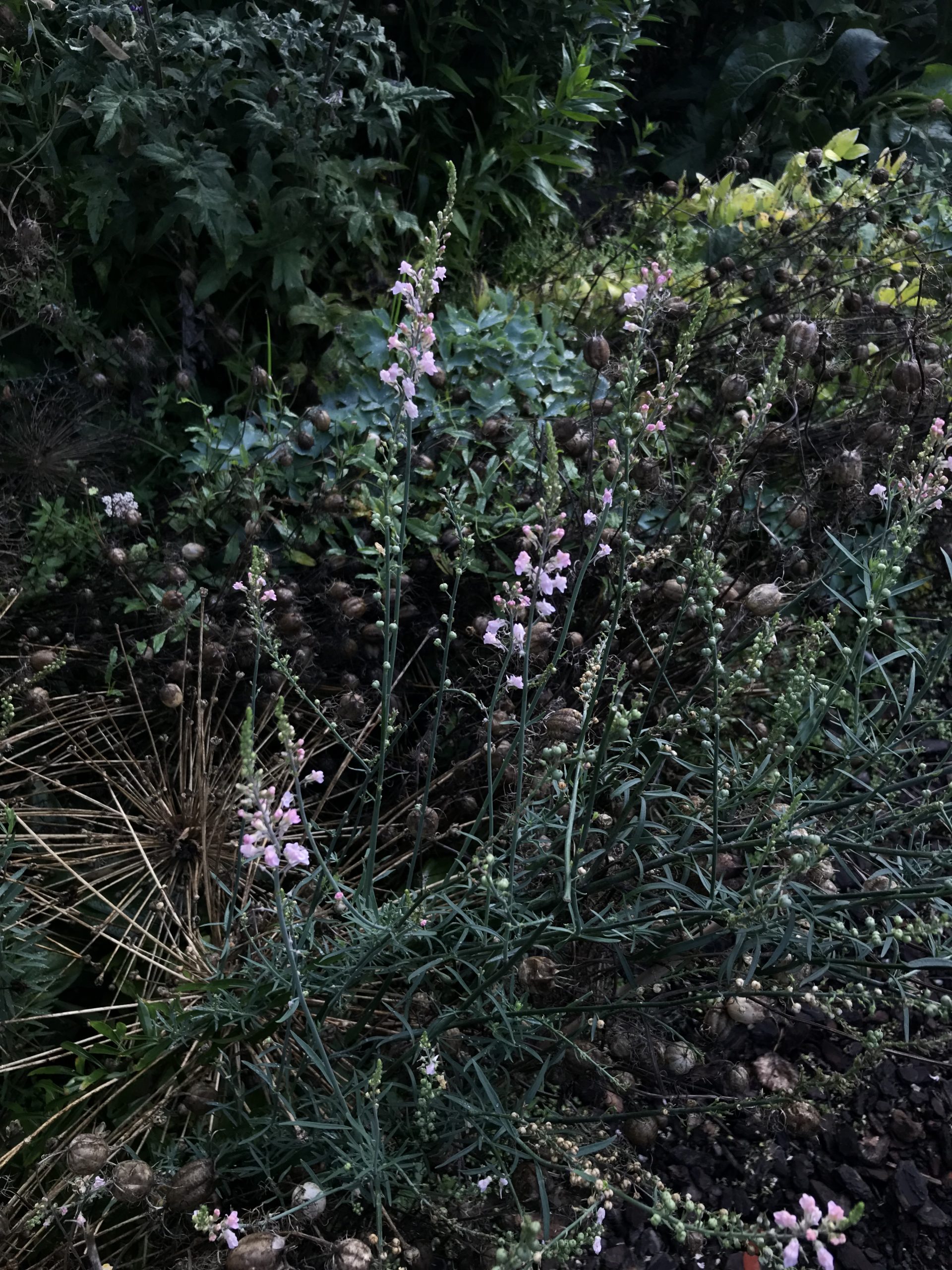 Linaria purpurea 'Canon J. Went' - Afbeelding 2