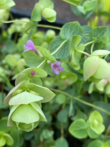 Origanum rotundifolium - Afbeelding 2