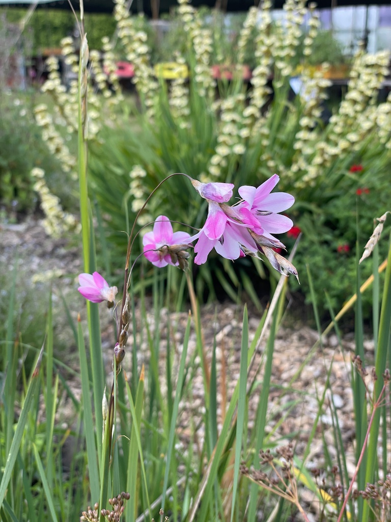 Dierama pulcherrimum - Afbeelding 2