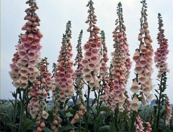 Digitalis 'Apricot Beauty'