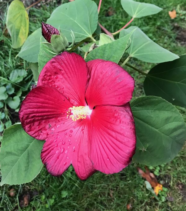 Hibiscus moscheutos 'Galaxy'