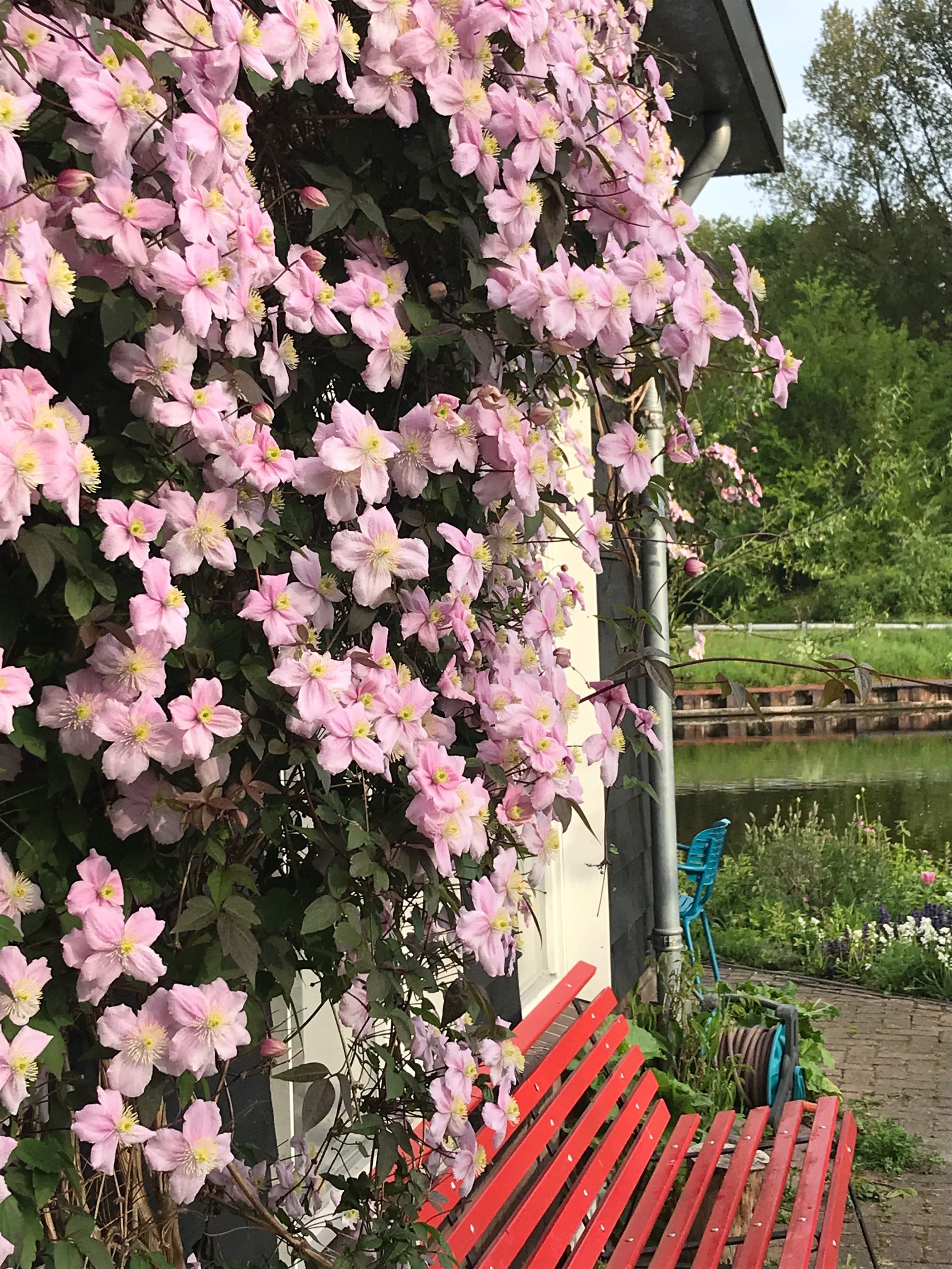 Clematis montana 'Rubens' - Afbeelding 2