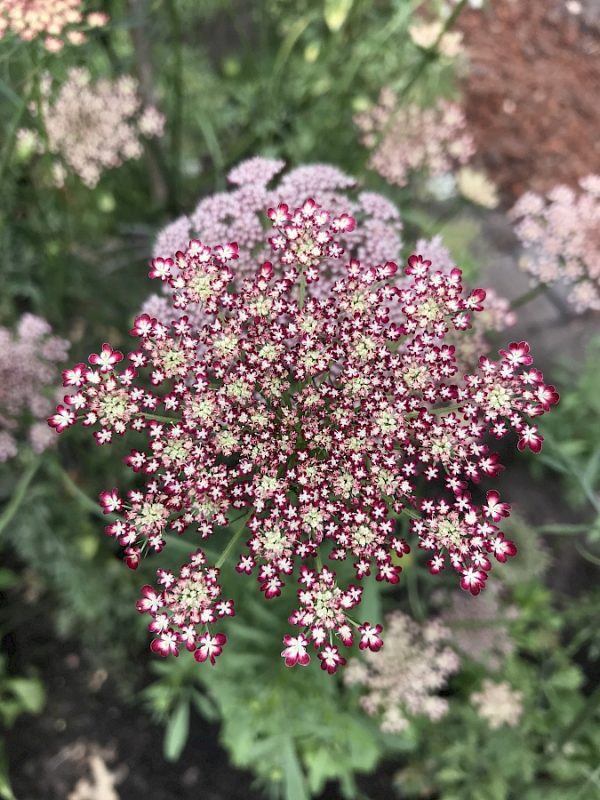 Daucus carota 'Dara'