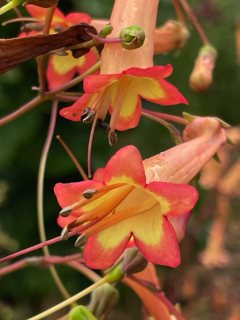 Phygelius x rectus 'Jodie Southon' - Afbeelding 5