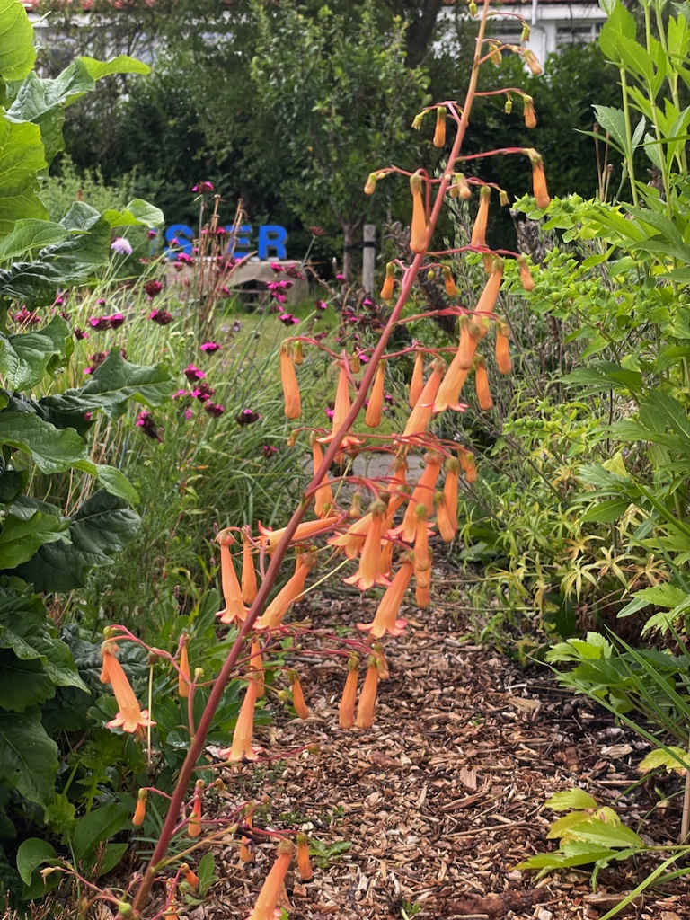 Phygelius x rectus 'Jodie Southon' - Afbeelding 6