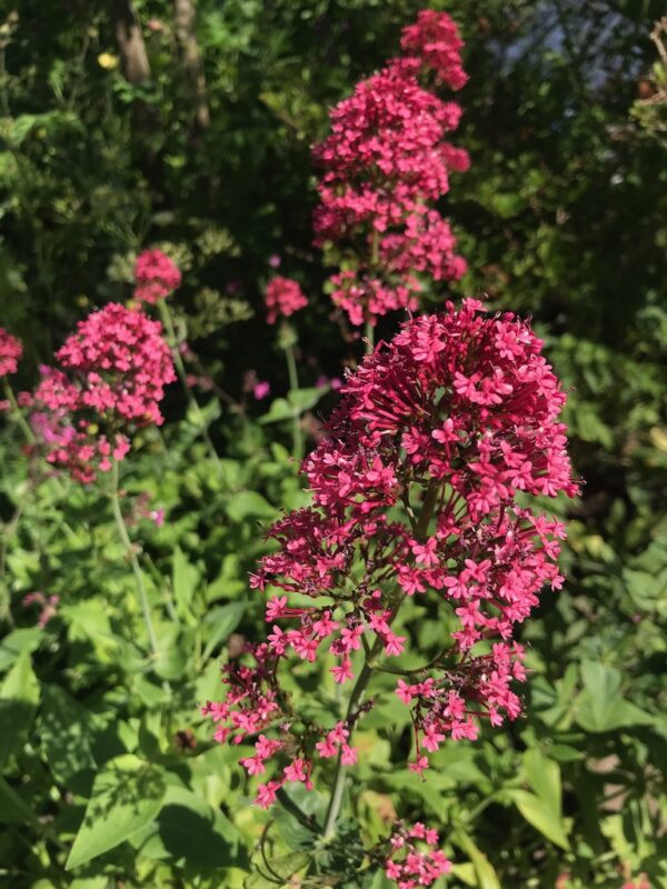 Centranthus ruber 'Coccineus'