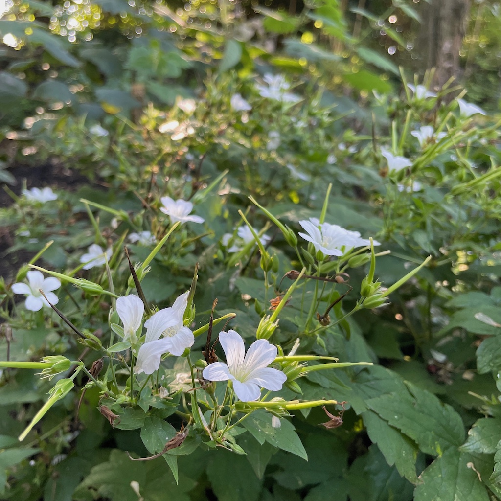 Geranium nodosum 'Silverwood' - Afbeelding 3