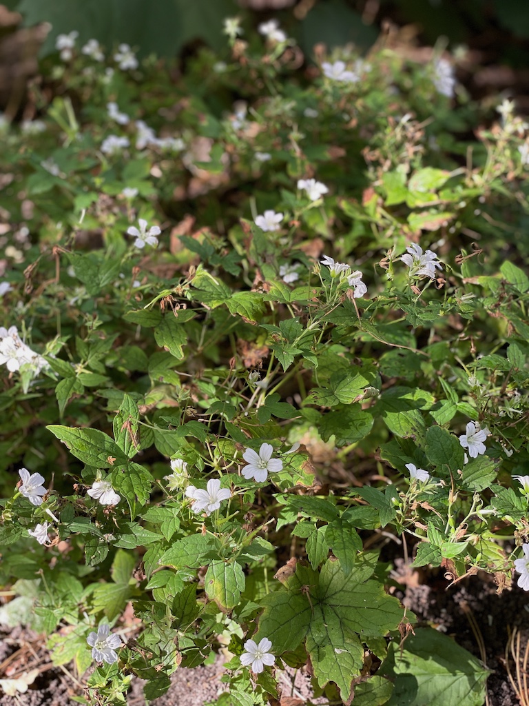 Geranium nodosum 'Silverwood' - Afbeelding 2