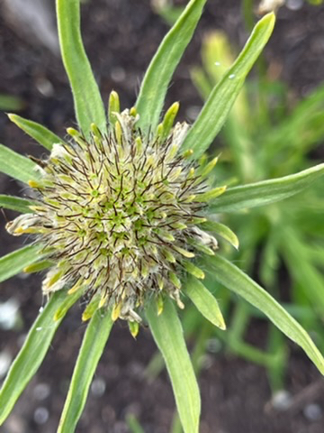 Scabiosa caucasica 'Miss Willmott' - Afbeelding 3
