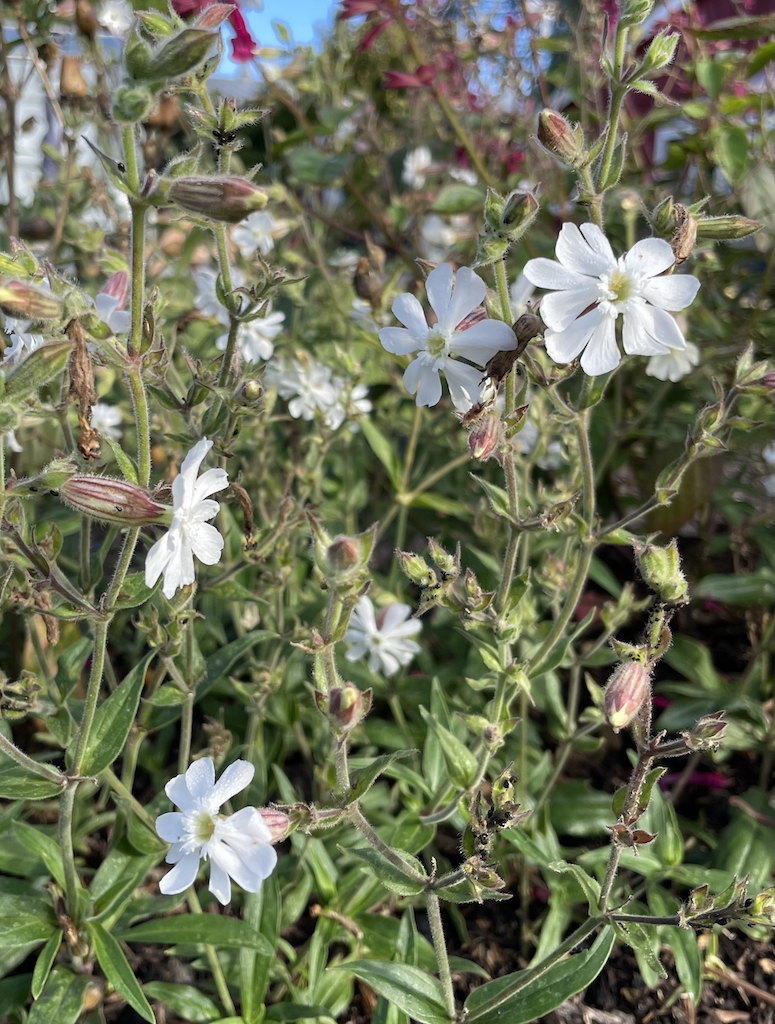 Silene latifolia - Afbeelding 2