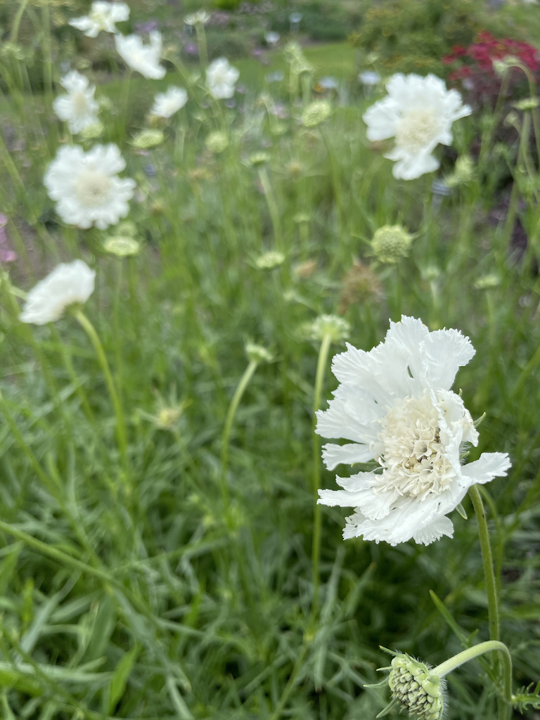 Scabiosa caucasica 'Miss Willmott' - Afbeelding 2