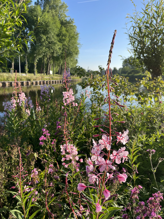 Epilobium angustifolium 'Stahl Rose' - Afbeelding 3