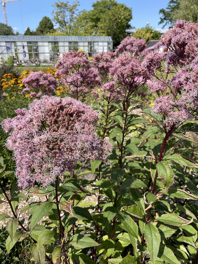 Eupatorium maculatum 'Riesenschirm' - Afbeelding 4