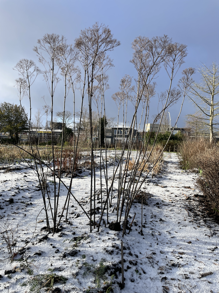 Eupatorium maculatum 'Riesenschirm' - Afbeelding 3