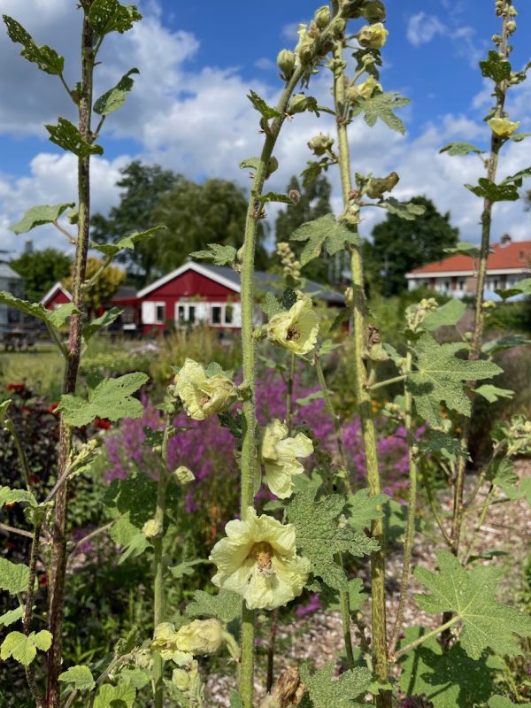Alcea kurdica
