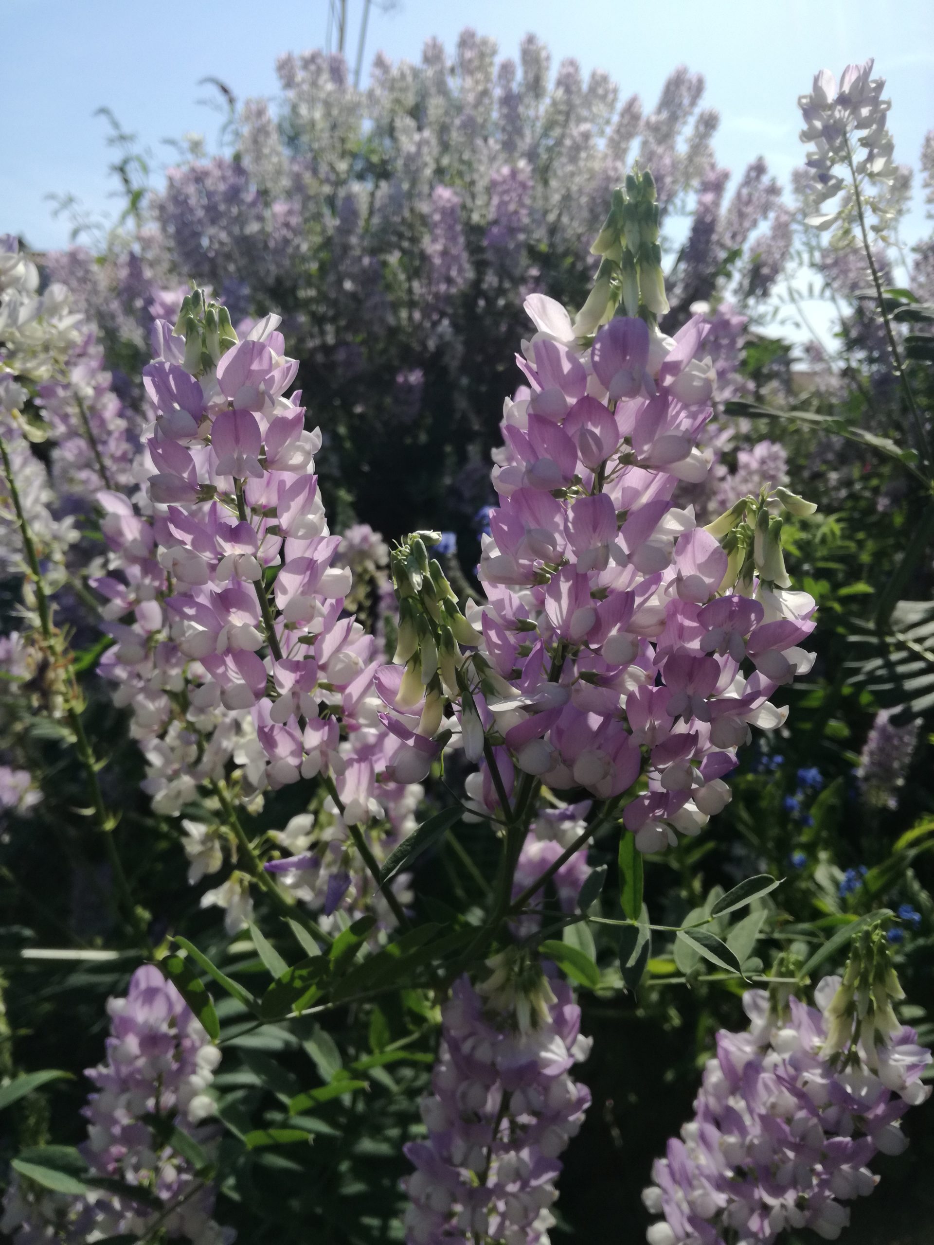 Galega hartlandii 'His Majesty'