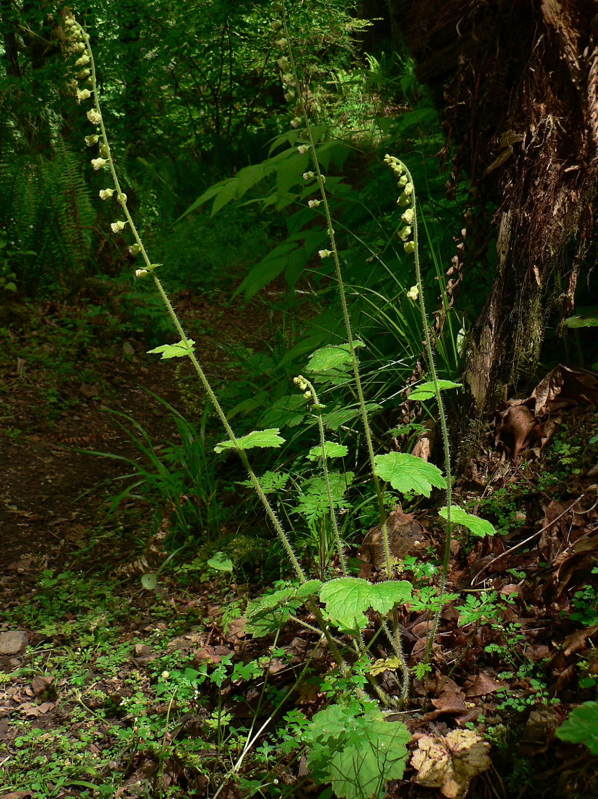 Tellima grandiflora