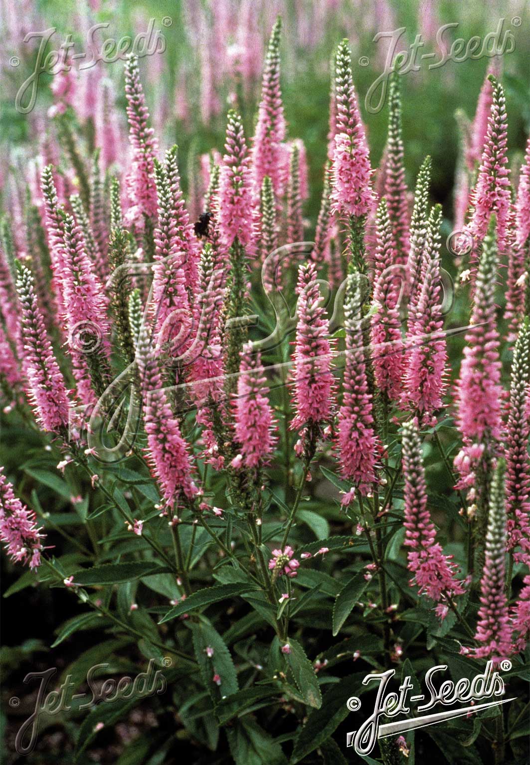 Veronica longifolia 'Pink Shades'