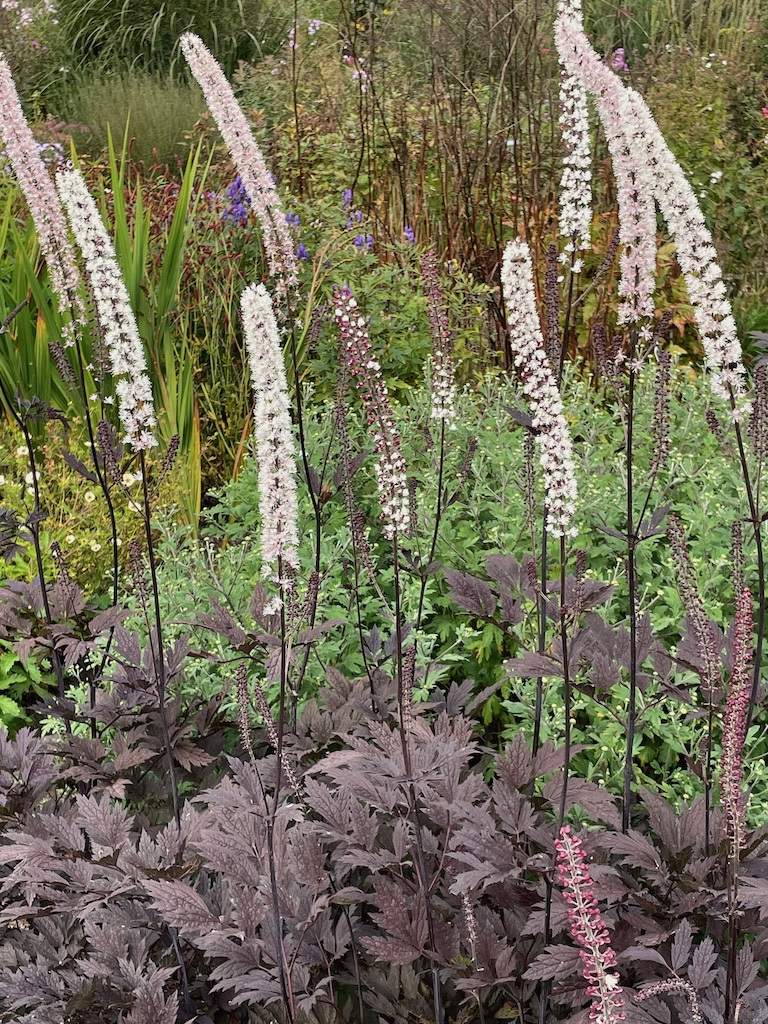 Actaea 'Queen of Sheba' syn. Cimicifuga