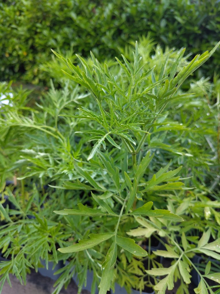 Sambucus nigra 'Laciniata'