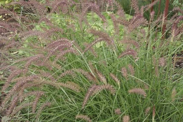 Pennisetum orientale 'Karley Rose' - Afbeelding 2