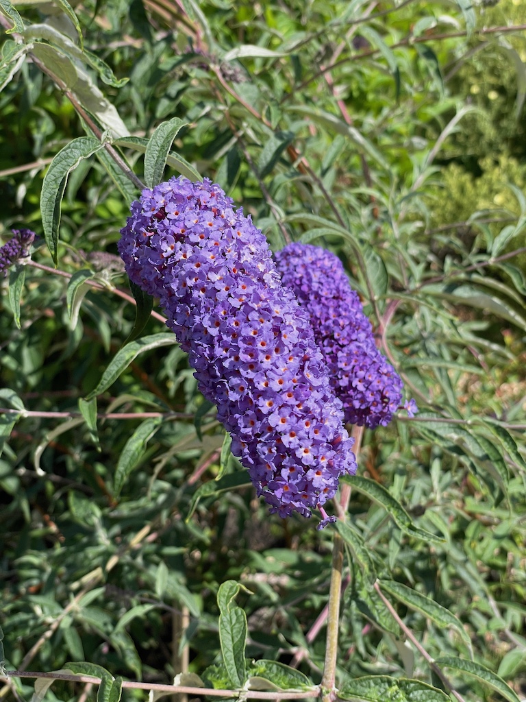 Buddleja davidii 'Nanho Blue' - Afbeelding 5