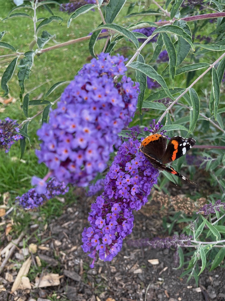 Buddleja davidii 'Nanho Blue' - Afbeelding 3