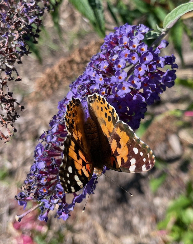 Buddleja davidii 'Nanho Blue' - Afbeelding 2