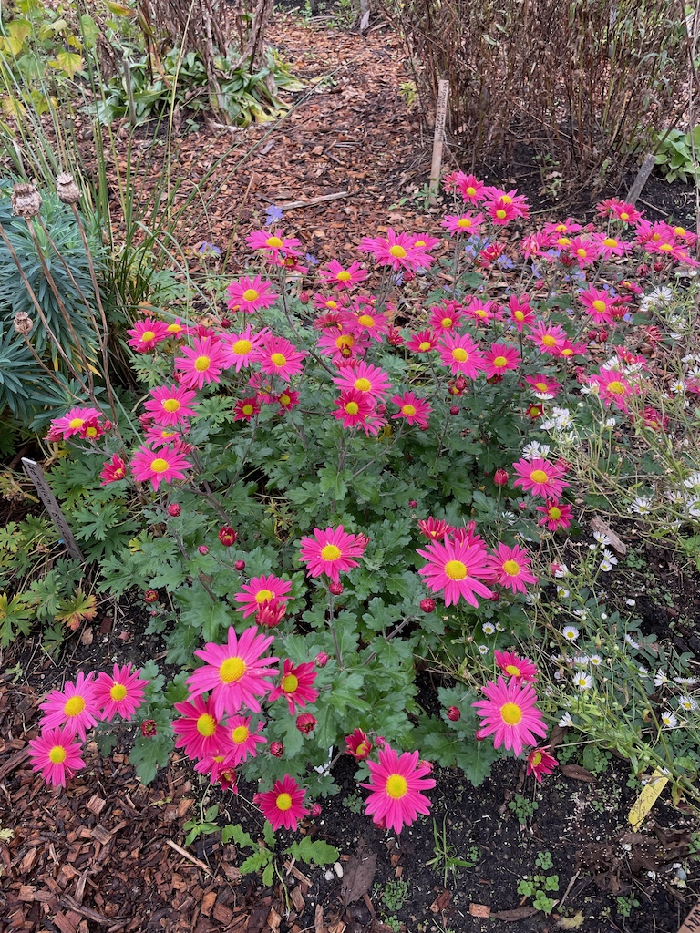 Chrysanthemum 'Venus' - Afbeelding 2