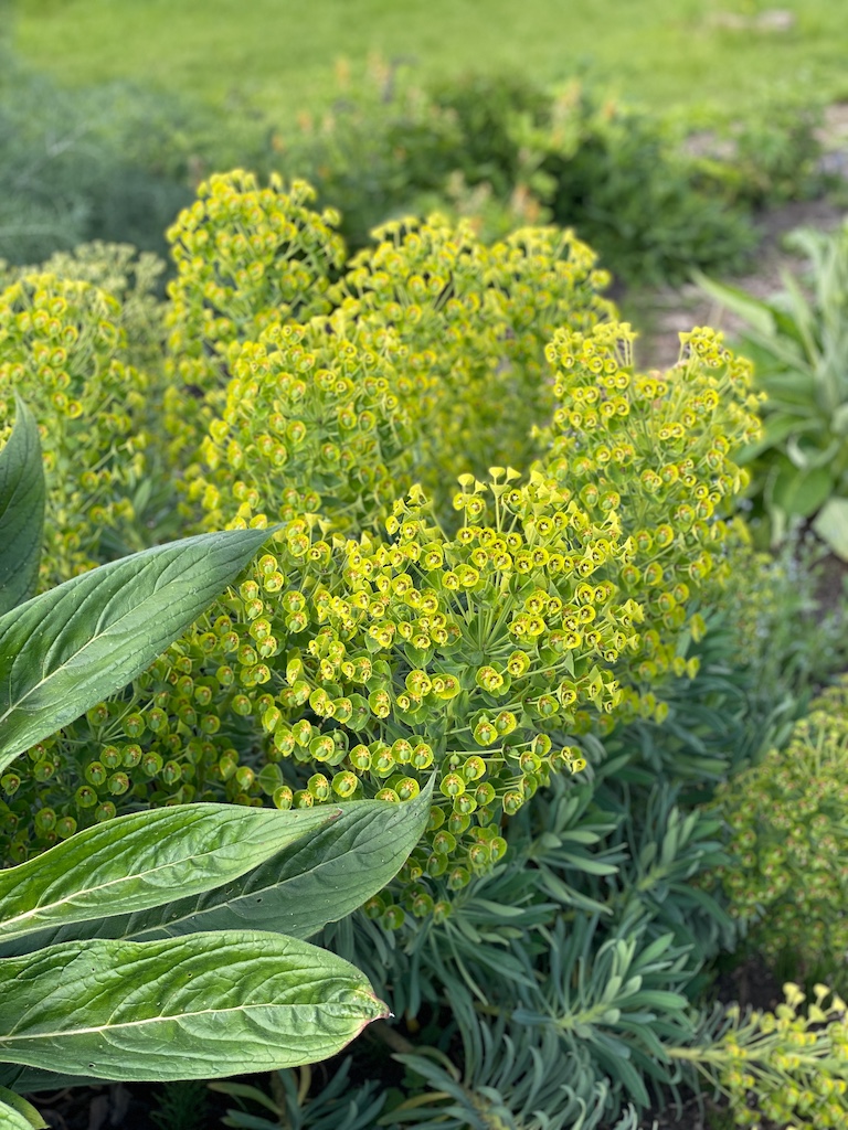 Euphorbia characias sap wulfenii - Afbeelding 2