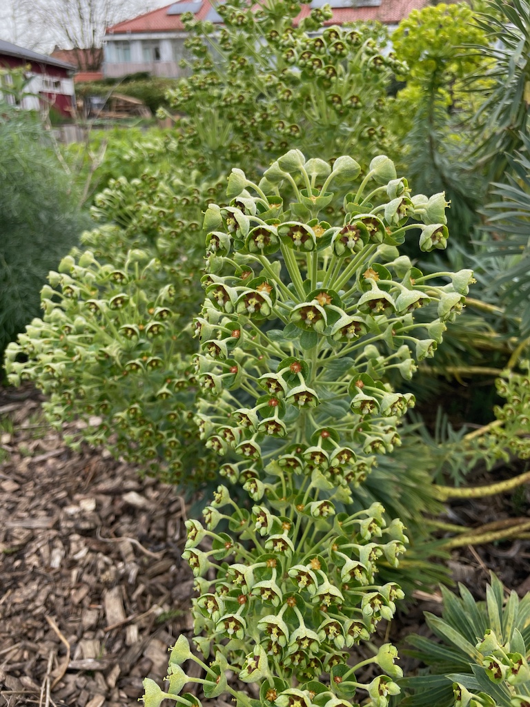 Euphorbia characias sap wulfenii - Afbeelding 3