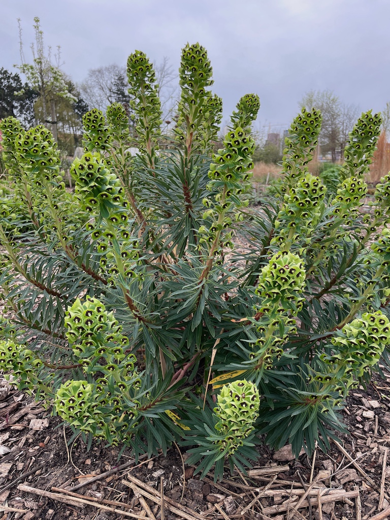 Euphorbia characias sap wulfenii - Afbeelding 5