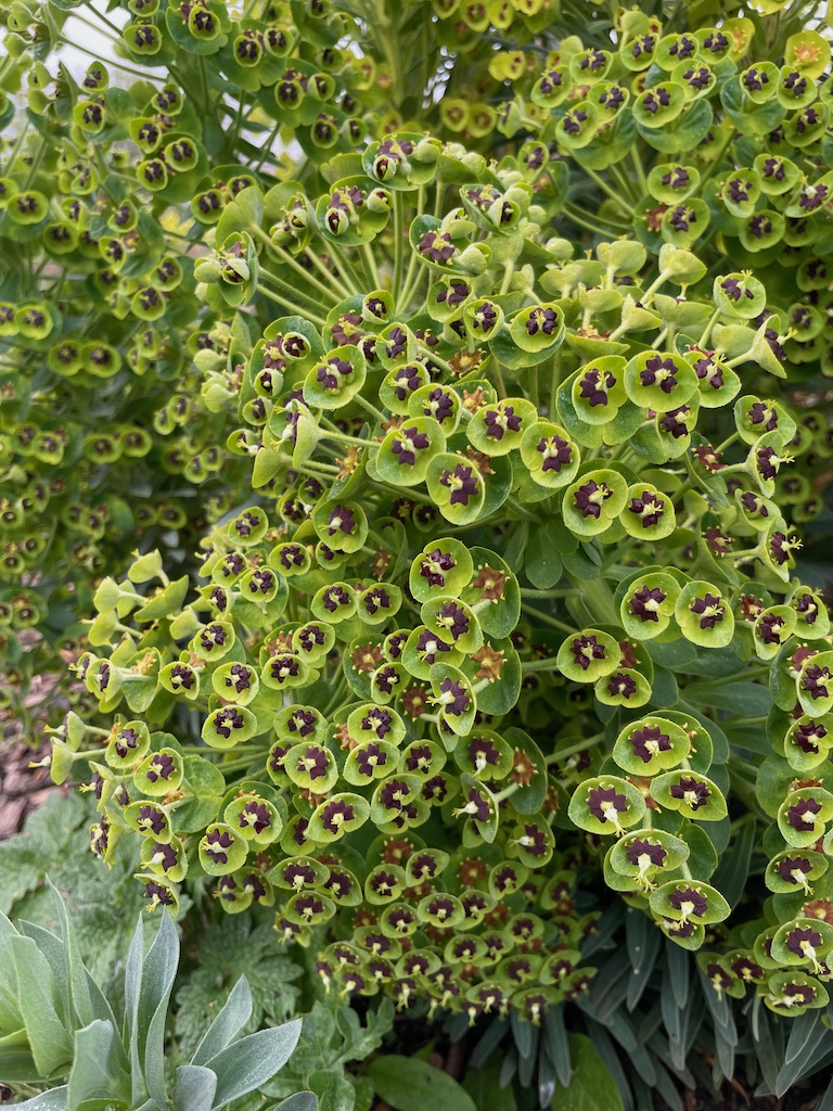 Euphorbia characias sap wulfenii - Afbeelding 4
