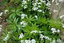 Galium odoratum - Afbeelding 2