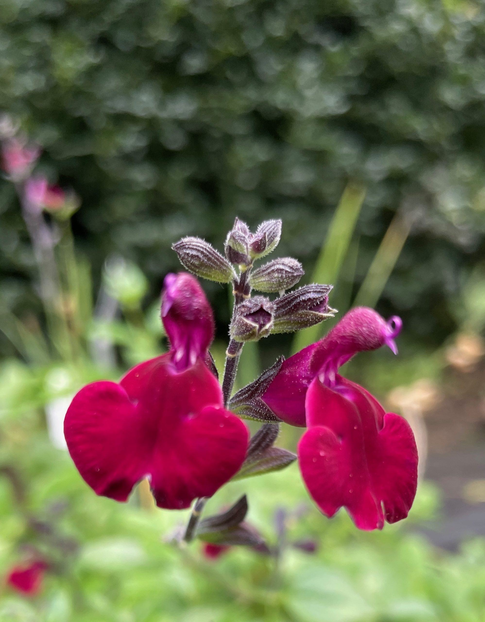 Salvia 'Dark Red Dream'