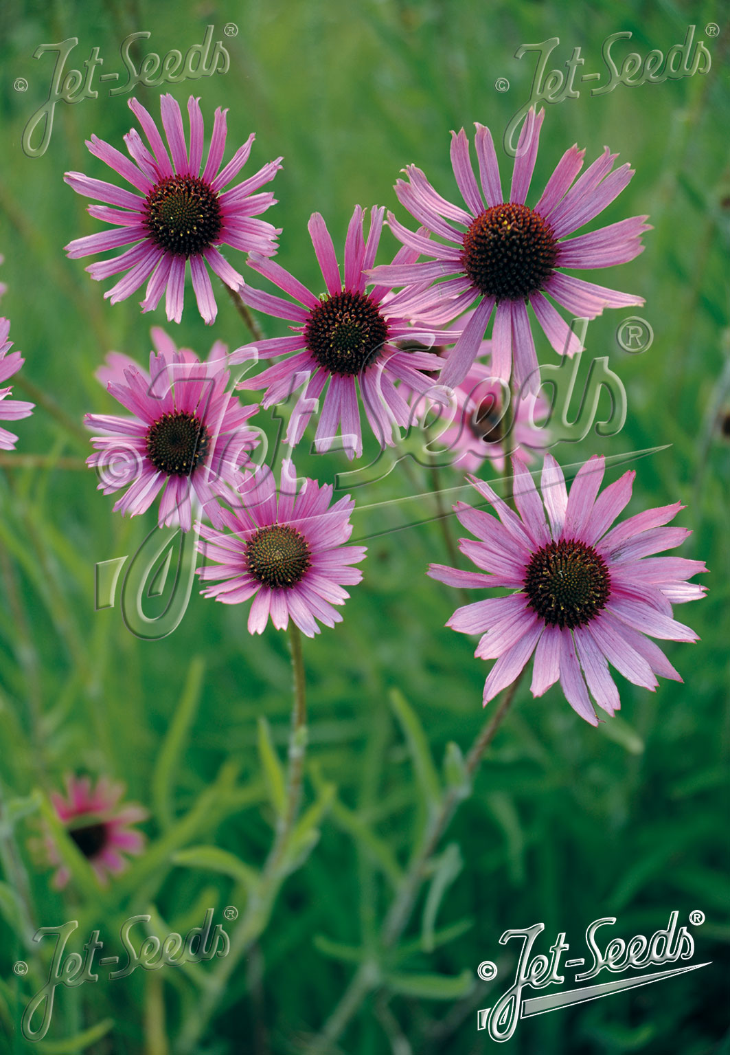 Echinacea tennesseensis 'Rocky Top'