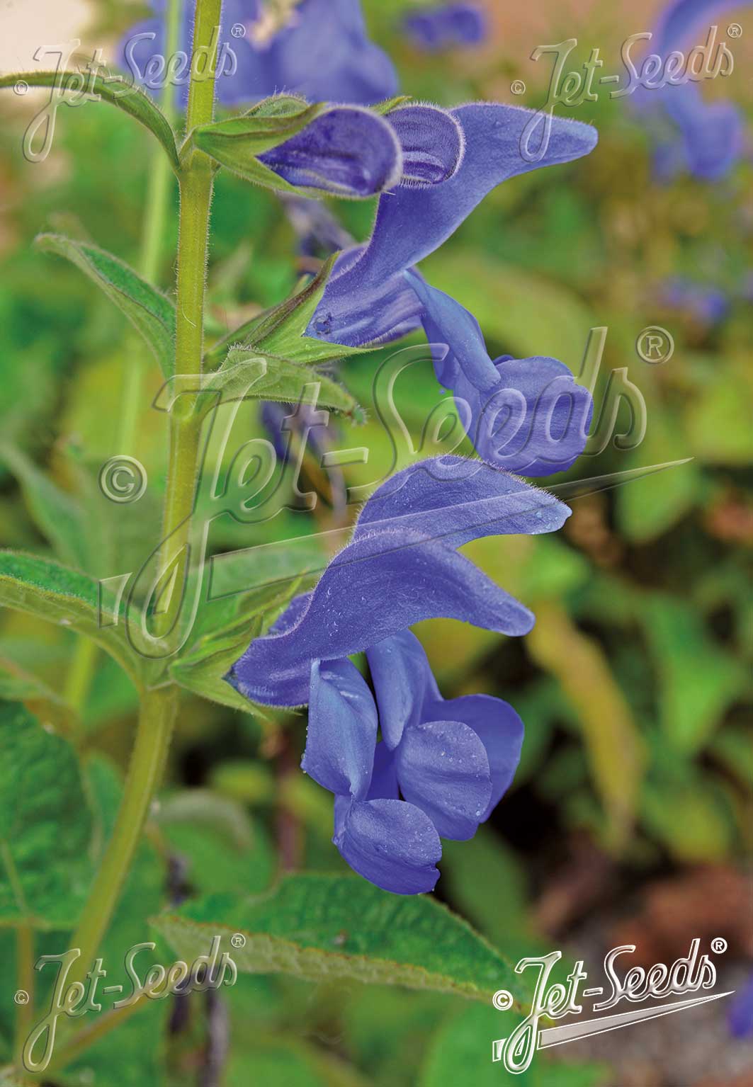 Salvia patens