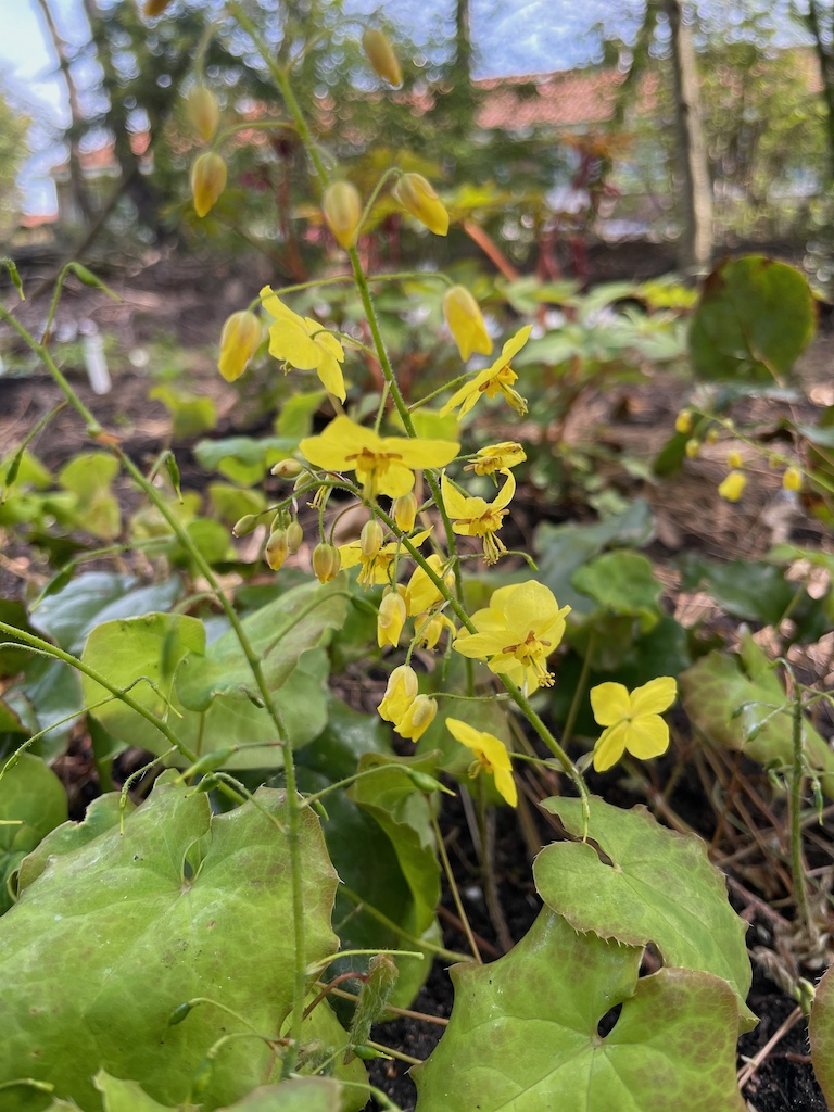 Epimedium x perralchicum 'Fronhleiten' - Afbeelding 4