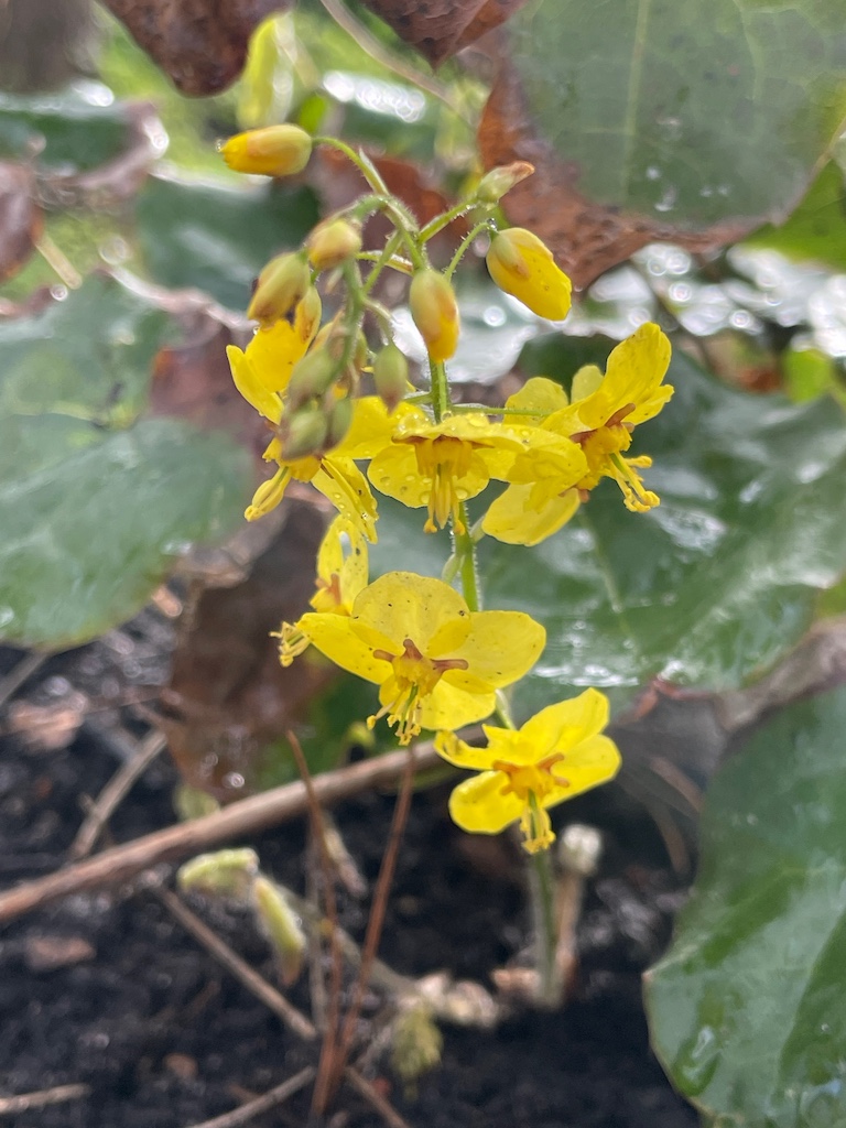 Epimedium x perralchicum 'Fronhleiten' - Afbeelding 3