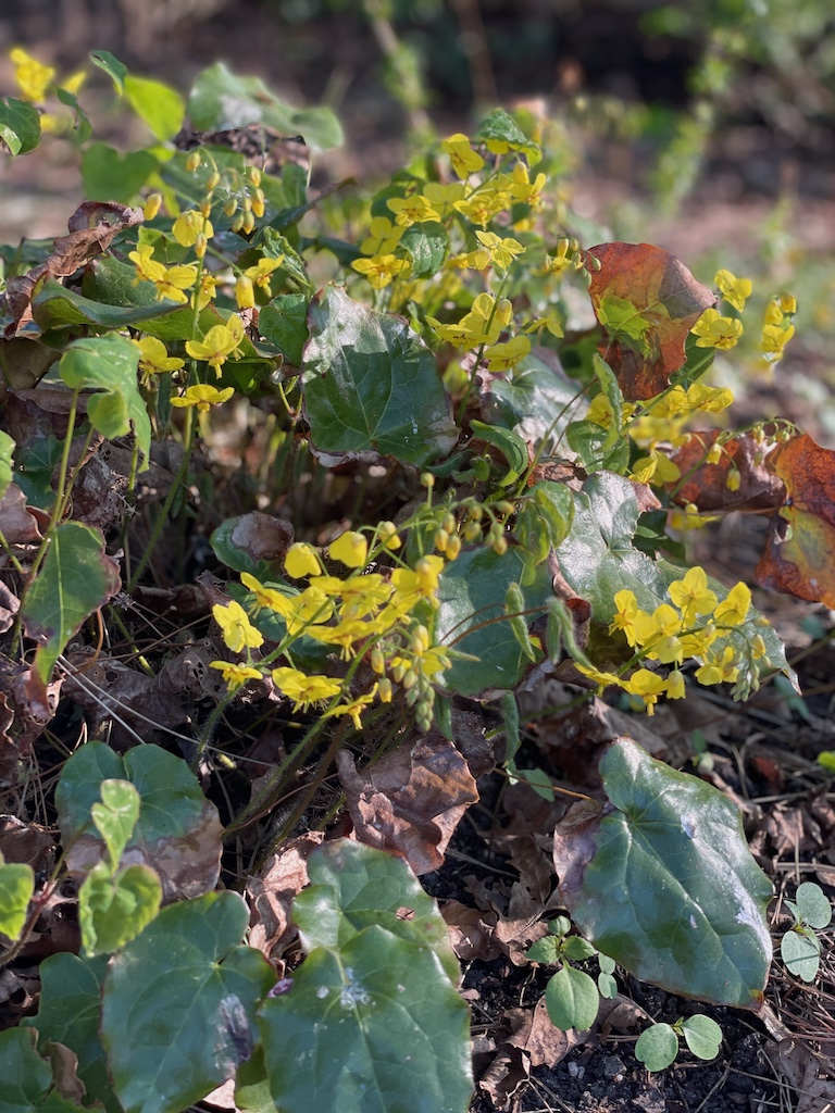 Epimedium x perralchicum 'Fronhleiten' - Afbeelding 5