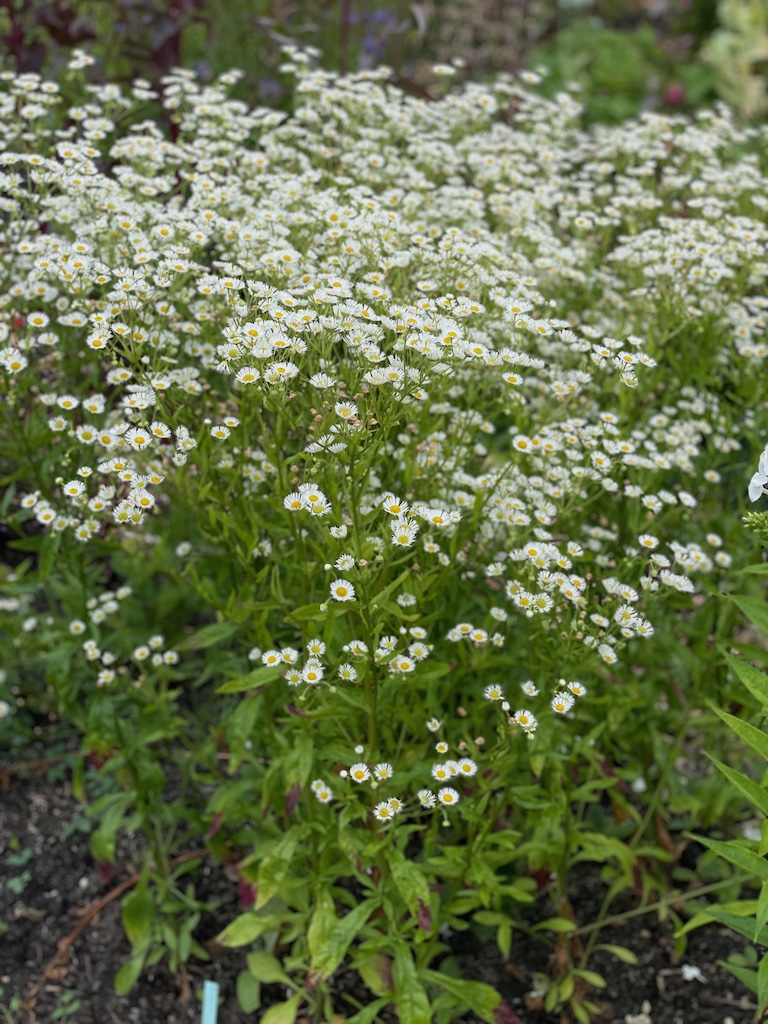 Erigeron annuus - Afbeelding 2