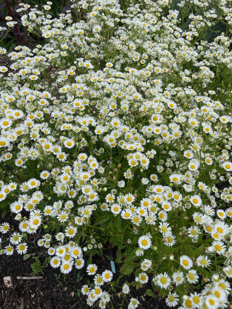 Erigeron annuus - Afbeelding 4