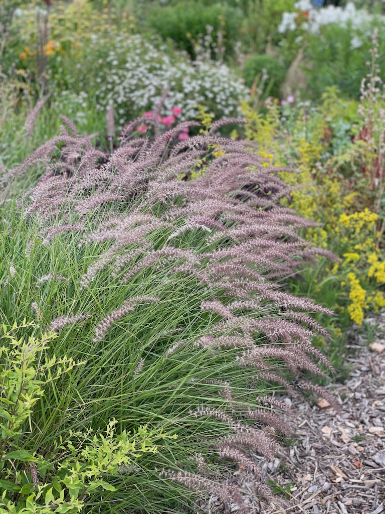 Pennisetum orientale 'Karley Rose' - Afbeelding 4